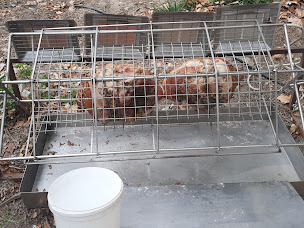 Photo n°43 de Chez Ribellu à Entraigues-sur-la-Sorgue (Charcuterie)