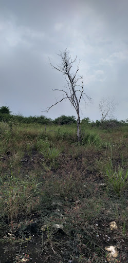 Sabana la escondida - Thumbnail