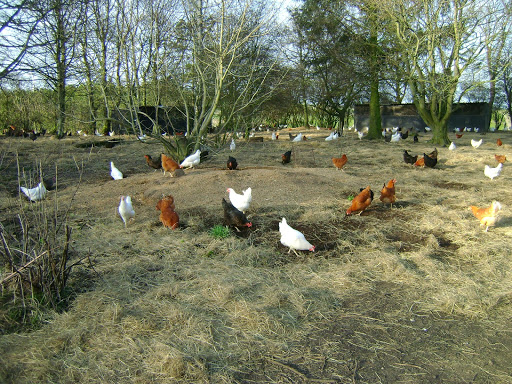 Durham Hens Limited