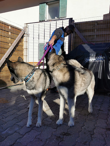 Goldenmountain-dogsport-shop - Thumbnail