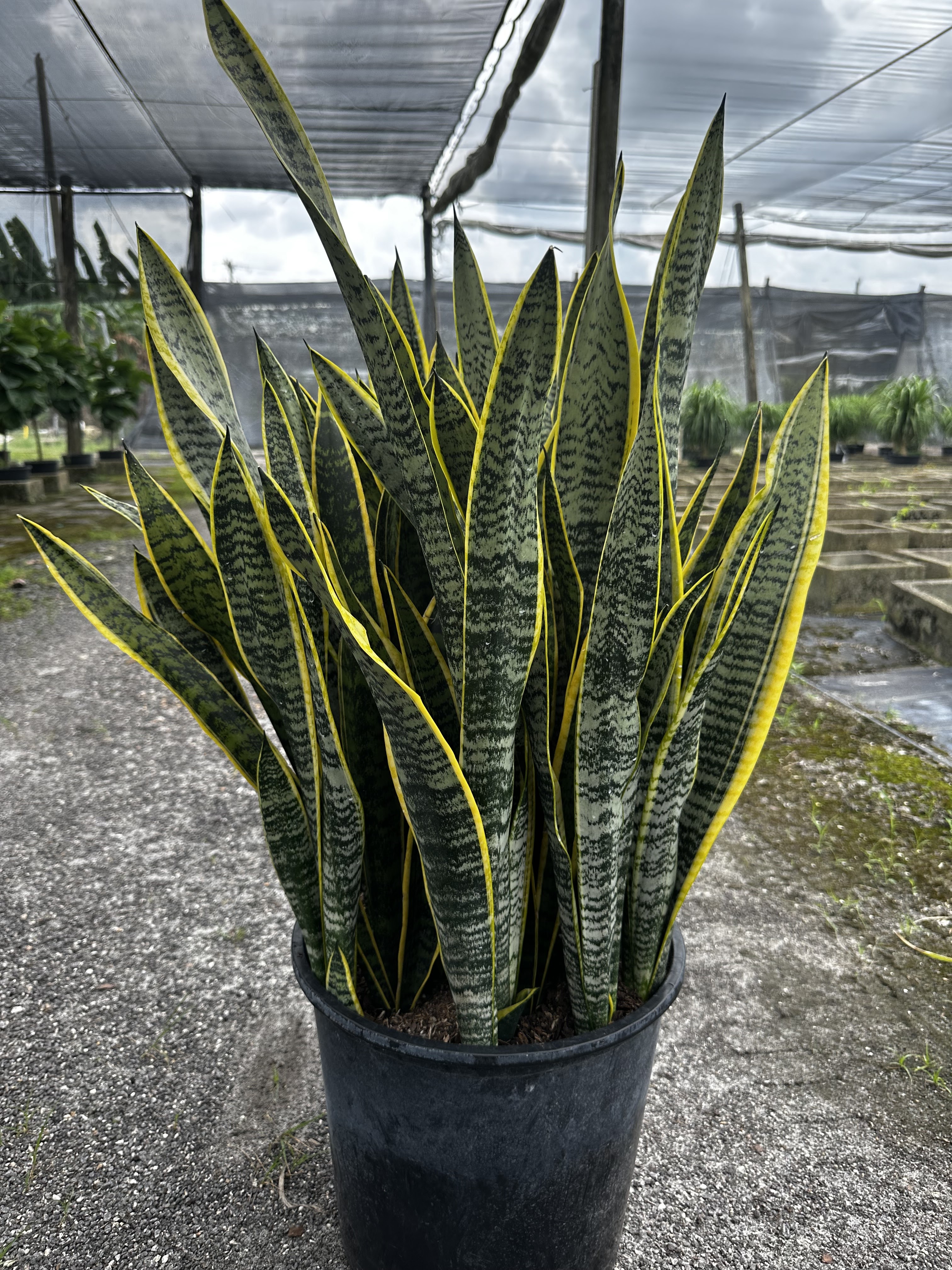 Carter Road Tropical Nurseries