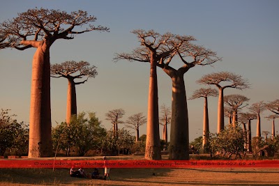Photos of SOBEHA TOUR - MADAGASCAR WILDLIFE AND ECO TOURS