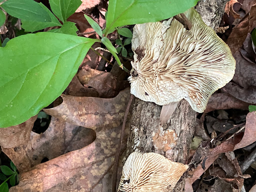Trails near Black Creek - Thumbnail