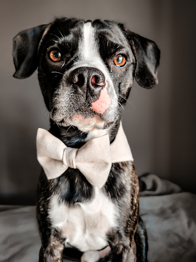 Bossy Pupper - Visual