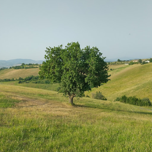 Quercia - Visual