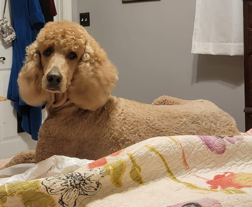 MAC Animal Hospital - Thumbnail