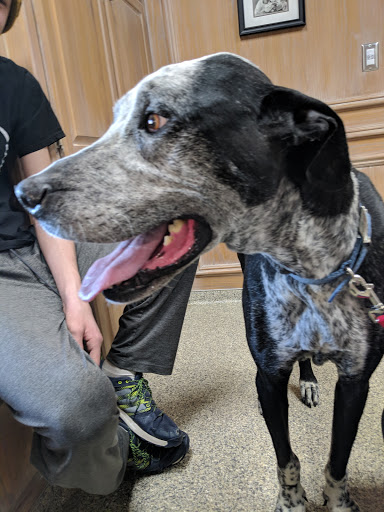 Coulter Animal Hospital - Thumbnail