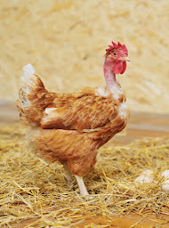 Photo n°5 de DOUICH VOLAILLES à Dannemarie-sur-Crète (Boucherie)