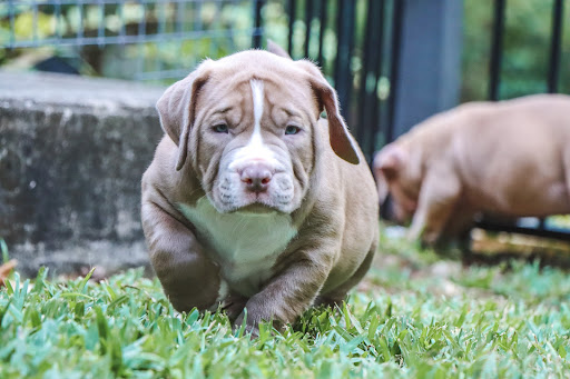 Queensland Veterinary Specialists - Thumbnail