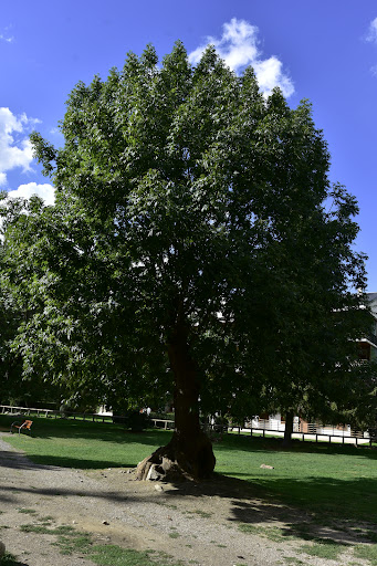 Roser Park - Visual