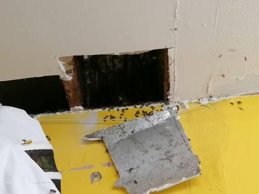 A & R Pest Control Limited - Thumbnail