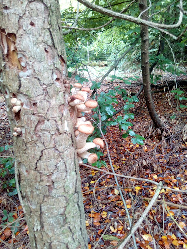 Thieves Wood Car Park and Woods - Parking garage