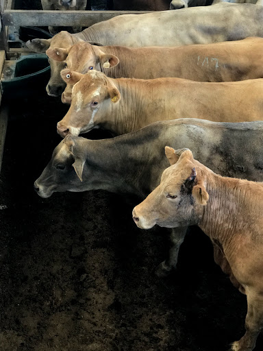 Dalby Saleyards - Visual