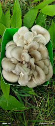 Photo n°9 de Cham B à Juillac-le-Coq (Producteur agroalimentaire)