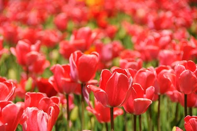 Photos of Gachsar Tulips Garden