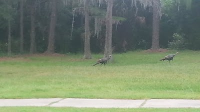 Photos of Ironwood Golf Course