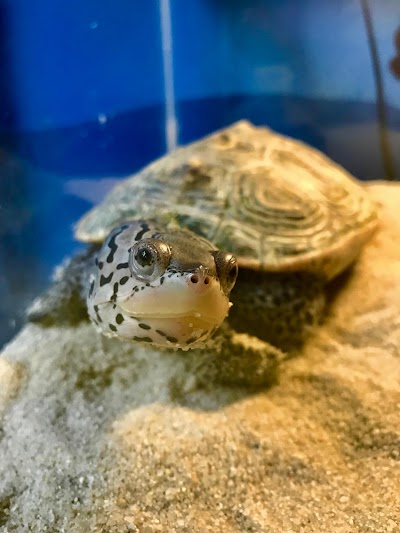 Glen Echo Park Aquarium