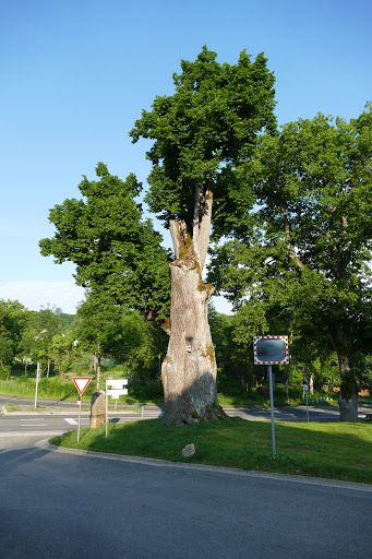 Badangerlinde