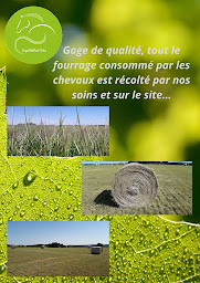 Photo n°15 de EquiNatur'Eau à Taizé-Aizie (Centre équestre)