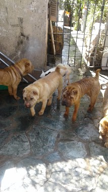 CRIADERO DE SHAR PEI EMPERADORES ORIENTALES, Author: julio godoy