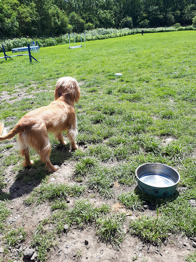 SecurePaws Derby - Visual