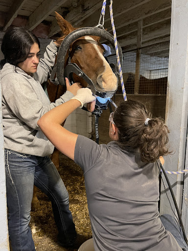 Allossery Equine Veterinary Services - Thumbnail