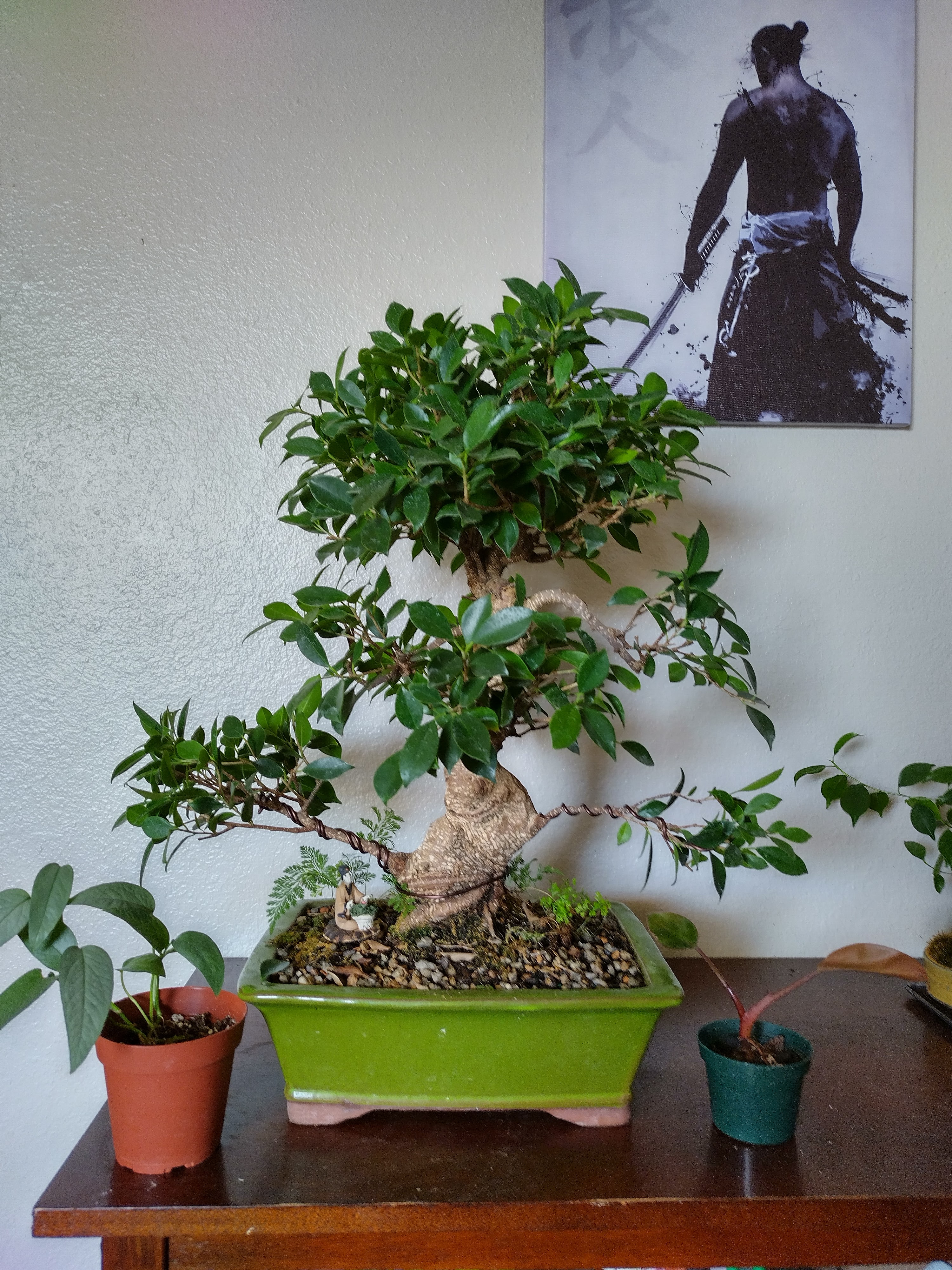 Dragon's Garden LLC