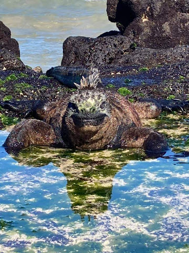 Galapagos Wildlife US - Thumbnail