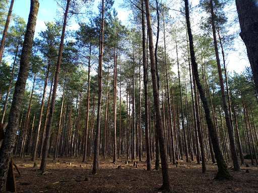 Moors Valley Country Park
