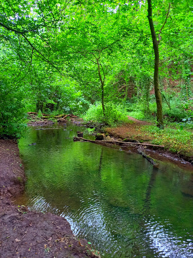 Salmon Leaps - Visual