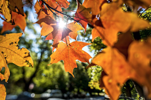 Sens Instytut Rozwoju Osobistego
