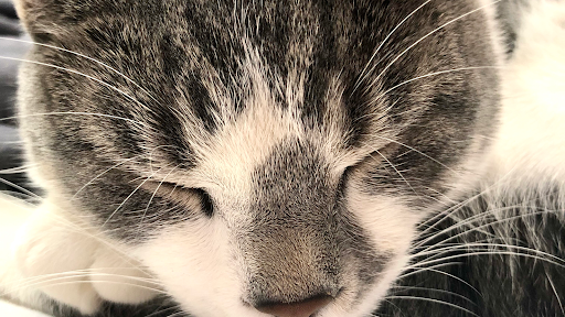 Trending pets - Visual