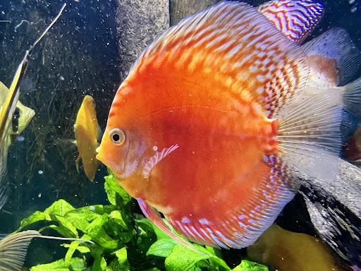 Aquasalvaje - Thumbnail
