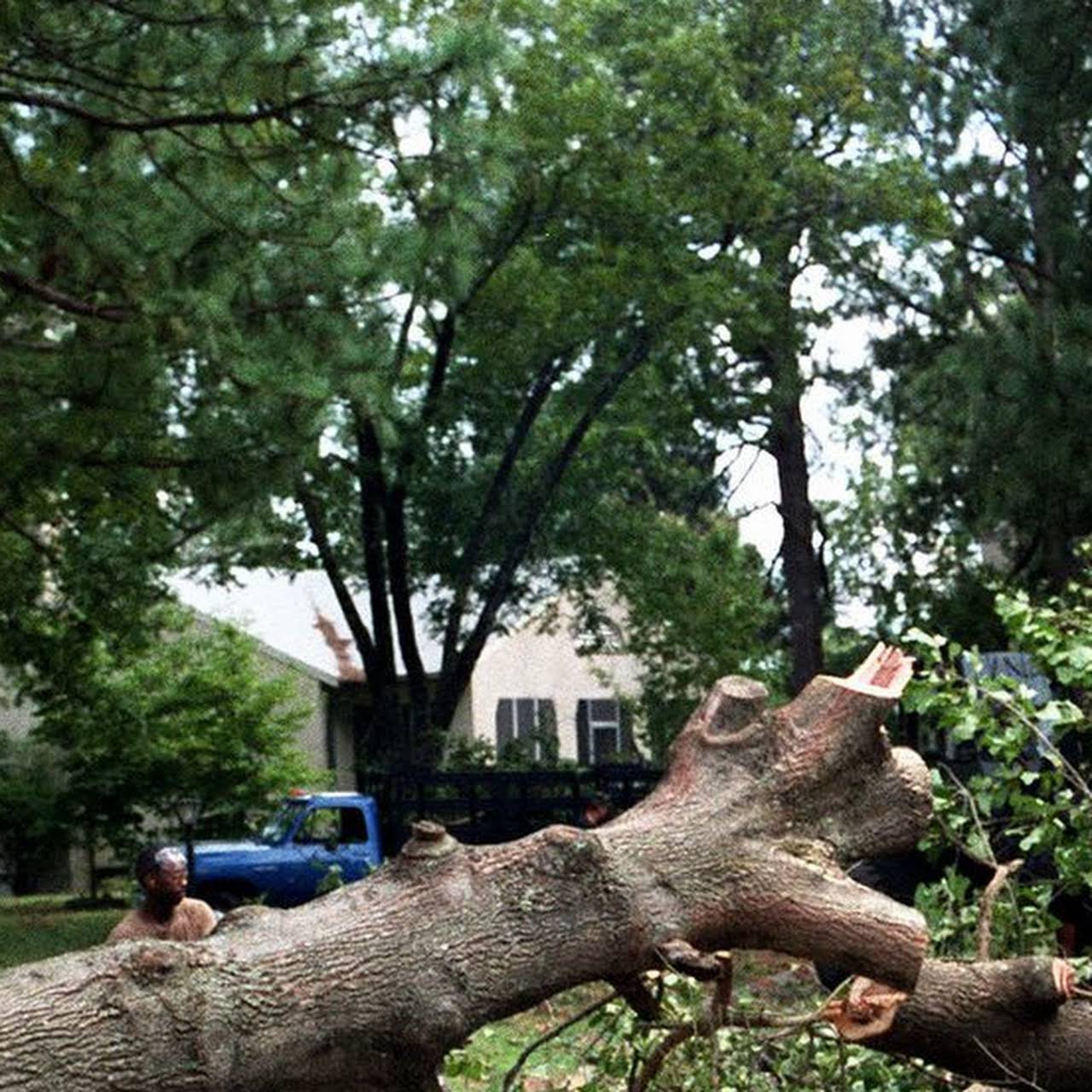 Stump Grinding in Pembroke Pines, FL - Costs %MONTH% / 2021 - homeyou