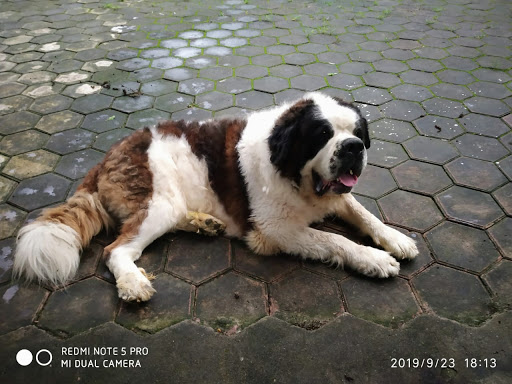 Sent Bernard 🐕 post image