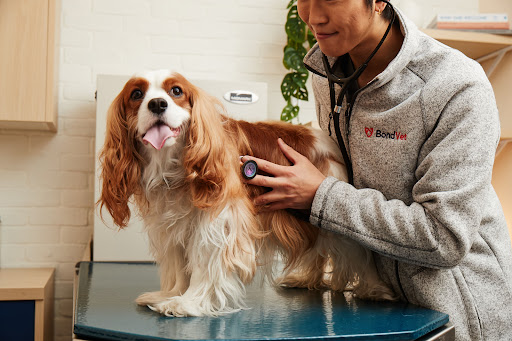 Bond Vet - Lakeview Gallery - United States