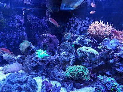 Aquarium Shoppe