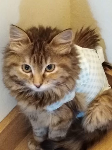 Ambulatorio Veterinario Associato Dr.Sse Cavaglia' - Calvo - Thumbnail
