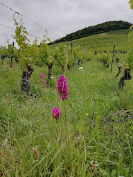 Photo n°33 de Les Jardins sur Glantine : Chambres d'hôtes Jura à Poligny (Chambre d'hôtes)