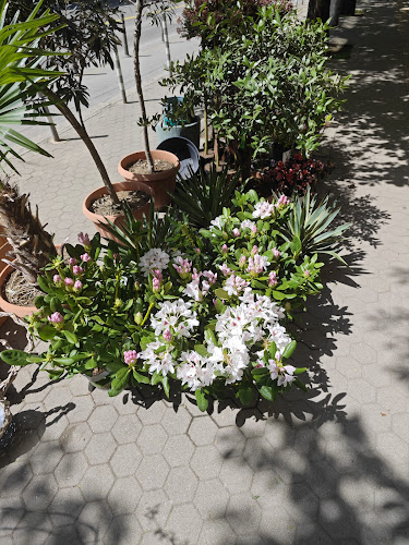 Нордстен | Денонощен Магазин За Цветя в гр. София - Цветарница