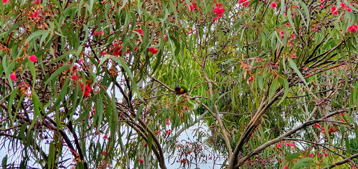 Reg Robinson Reserve - Thumbnail