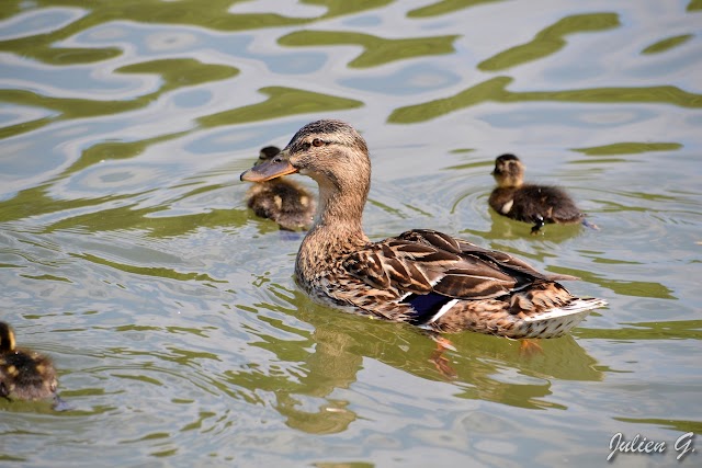 Lac des Minimes