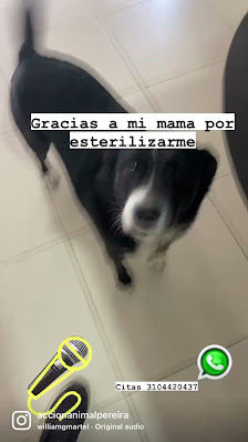 Fotografía de Acción Animal Vídeos