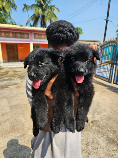 Black German shepherd female puppies available for booking intrested person contact us as soon as… post image