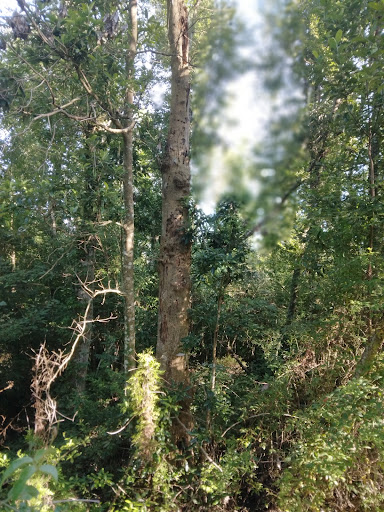 Florida Trail Sam Atkins Park Trailhead - Thumbnail
