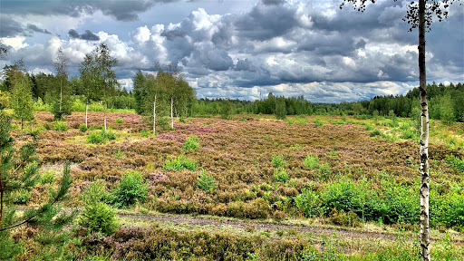 Heidefläche Hildburghäuser Stadtwald - Visual