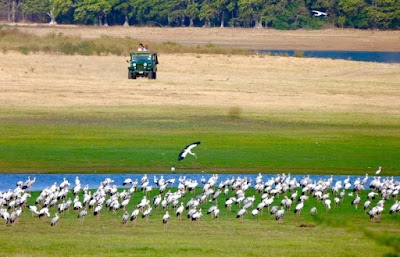 Photos of Minneriya Sanctuary