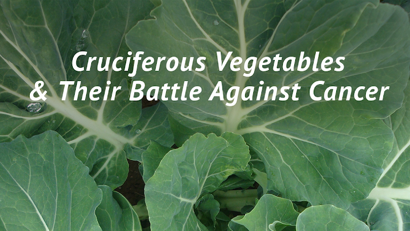 Charleston Healthspan Institute