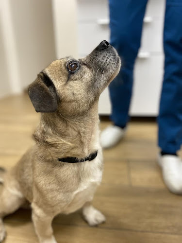 Opinii despre Állati Doktorok în Budapest - Állatorvos