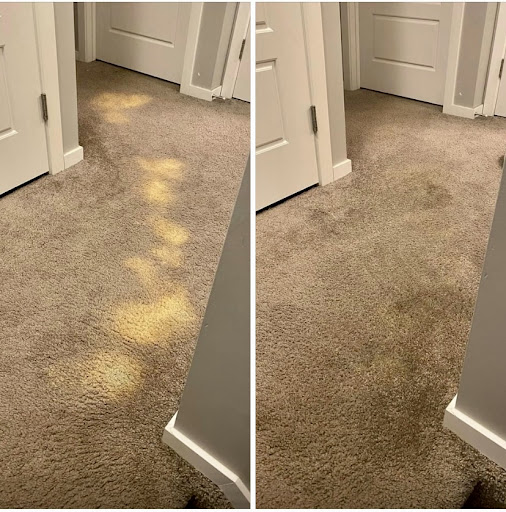 Carpet Magic - Visual